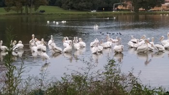 White pelicans in Baton Rouge
